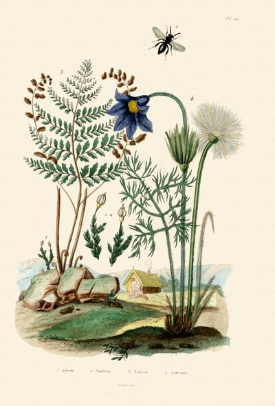 Kapradina, 1833-39 od French School